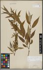 Foto von Salix alba L. x Salix fragilis L.